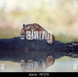 Tigre del Bengala in appoggio su una roccia nei pressi di stagno Foto Stock