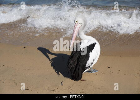 Preening Pelican proietta la sua ombra sulla spiaggia in un contesto di spruzzi delle onde Foto Stock
