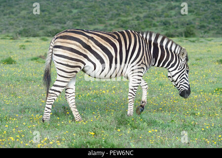 Le pianure Zebra rovistando nel Addo Elephant National Park, Sud Africa Foto Stock