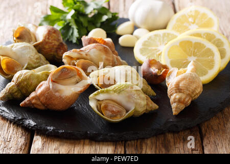 Pesce crudo crostacei buccino, lumache di mare bulot per la cottura di close-up e gli ingredienti su una lista di bordo su una tavola orizzontale. Foto Stock