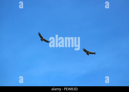 Coppia di condor andino vola nel cielo blu sopra il Canyon del Colca, regione di Arequipa, Perù Foto Stock