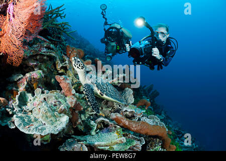 Un subacqueo le riprese di una reflex digitale e un altro subacqueo con una telecamera video line up su una tartaruga embricata, Eretmochelys imbricata, su un reef indonesiano. T Foto Stock