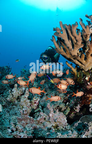 Diver (MR) e una scuola di shoulderbar soldierfish, Myripristis kuntee. Hawaii. Foto Stock