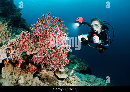 Un subacqueo (MR) linee fino la sua fotocamera su un fan di gorgonie e coralli Wakatobi., Indonesia. Foto Stock