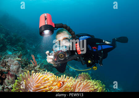 Un subacqueo (MR) linee fino la sua fotocamera su anemonefish, Amphiprion percula e loro anemone. Wakatobi., Indonesia. Foto Stock