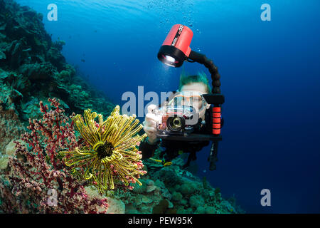 Un subacqueo le riprese con una fotocamera di piccole dimensioni le linee di sistema su un crinoide e soft coral su un reef indonesiano. Il subacqueo è il modello rilasciato. Foto Stock