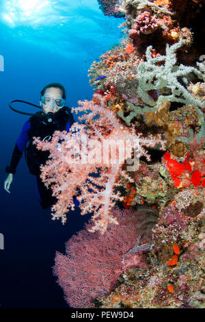 Diver (MR) con gorgonie e coralli alcionario, di Tubbataha Reef, Filippine. Foto Stock