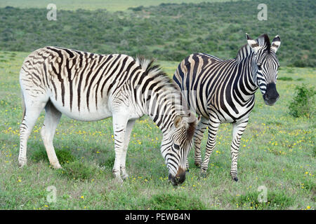 Le pianure zebre rovistando nel Addo Elephant National Park, Sud Africa Foto Stock