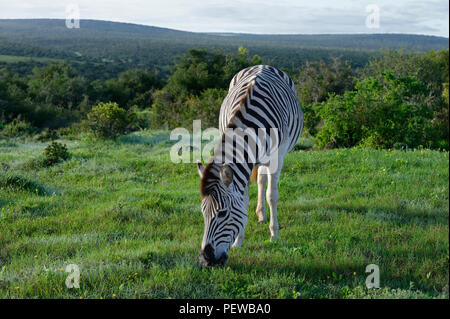 Le pianure Zebra rovistando nel Addo Elephant National Park, Sud Africa Foto Stock