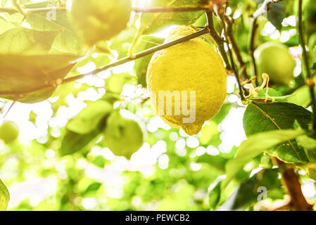 Close-up di maturi frutti di limone su albero di limone Foto Stock