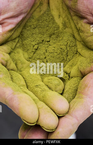 Angolo alto close up della persona Palme coperte di verde brillante sostanza polverulenta, matcha in polvere. Foto Stock