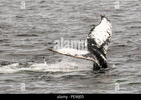 Humpback Whale, Megaptera novaeangliae, al largo di Terranova, del Canada. Foto Stock