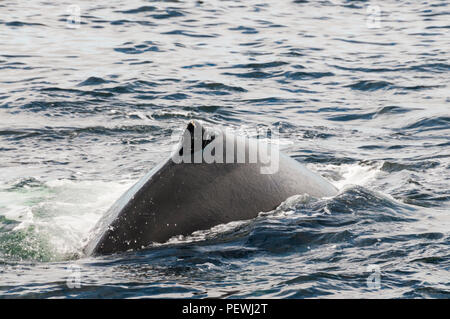 Humpback Whale, Megaptera novaeangliae, al largo di Terranova, del Canada. Foto Stock