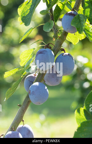 Prunus domestica. Prugna 'Flotow' sull'albero. Regno Unito Foto Stock