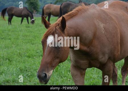 I cavalli pascolano in un giorno di estate Foto Stock