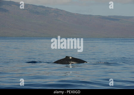 Diverse specie di balene giocare al largo della costa di Maui mentre Coast Guard i membri dalla stazione di Maui e il USCGC Kiska (WPB 1336), insieme con i funzionari dell'Hawaii Dipartimento della Terra e delle risorse naturali condurre un pattugliamento comune al fine di garantire la sicurezza dei marittimi operanti off Maui nelle isole Hawaii Humpback Whale National Marine Sanctuary, 11 febbraio, 2016. Il team di sicurezza condotta e conformità fermi su ricreative e commerciali delle navi al fine di informare il pubblico in merito ai requisiti per evitare di venire troppo vicino alle balene o ostacolare le balene percorso". (U.S. Coast Guard foto di Sottufficiali di seconda classe Foto Stock