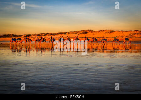 Fila di cammelli sulla spiaggia al tramonto Foto Stock