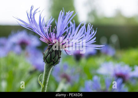 Centaurea montana la bella stella montane thistle Foto Stock