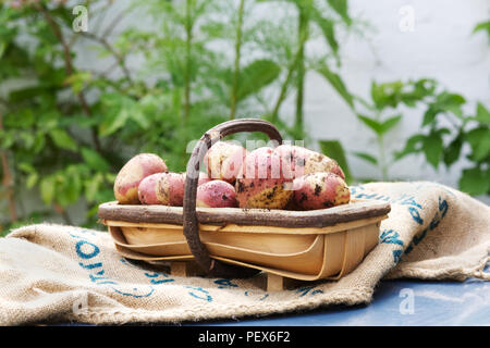 Solanum tuberosum 'Rosa zingaro'. Appena raccolto di patate rosa "Zingaro' in un trug. Foto Stock