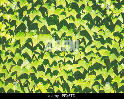 Uva Ivy Parthenocissus Tricuspidata lascia lo sfondo con luce diurna molto forte Foto Stock