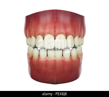 Denti umani isolati su sfondo bianco, rendering 3D Foto Stock