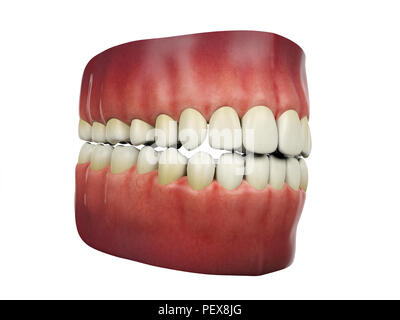 Denti umani isolati su sfondo bianco, rendering 3D Foto Stock