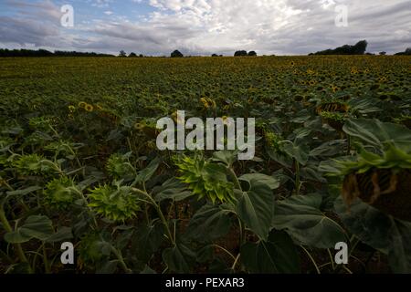 Campo di girasole lottando con un insolitamente estate secca 2018 Foto Stock