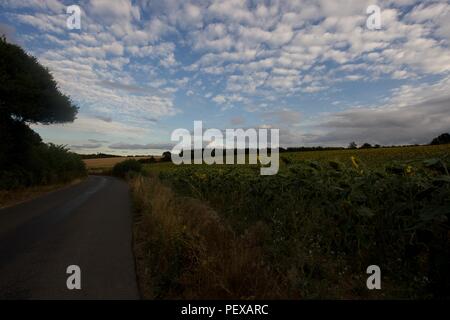 Campo di girasole lottando con un insolitamente estate secca 2018 Foto Stock