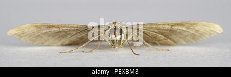 Foto macro del ombreggiato ampio bar moth in una configurazione studio Foto Stock