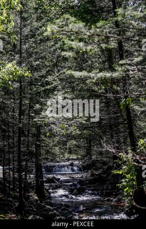 Flujo de agua de arroyo La Cueva de Tres Ríos, Sonora, Messico. Bosque. flusso di flusso di acqua La Cueva de Tres Ríos, Sonora, Messico. Foresta. Expedición scoperta Madrense de GreaterGood ORG que recaba datos que sirven como información de referencia para entender mejor las Relaciones biológicas del Archipiélago Madrense y se usan para proteger y conservar las tierras vírgenes de las Islas Serranas Sonorenses. Expedición binacional aye une un colaboradores de México y Estados Unidos con experiencias y especialidades de las Ciencias biológicas variadas, con la intención de aprender lo más posi Foto Stock