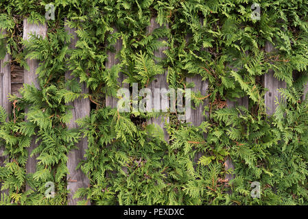 Vecchia staccionata in legno con verde cupressus come sfondo. Foto Stock