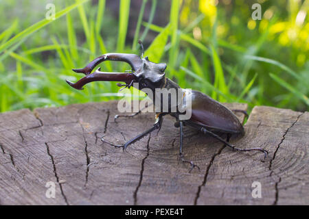 Stag beetle closeup su legno con sfondo sfocato erba verde in background. profondità di campo Foto Stock