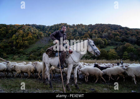 L'uomo pastore georgiano sta portando le sue pecore al monte Kazbegi, Stepantsminda, Georgia. Foto Stock