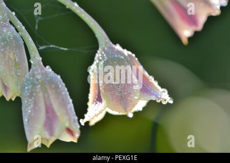 Allium siculum - gocce di rugiada (close-up) Foto Stock