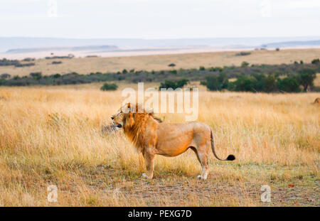 Maschio di leone Mara (Panthera leo) in piedi in erba lunga con una vista panoramica della savana in Masai Mara, Kenya Foto Stock