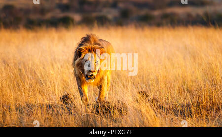 Ululano giovane maschio Mara lion (Panthera leo) si prepara a sferrare un attacco contro un rivale sulle praterie del Masai Mara, Kenya in tipico comportamento aggressivo Foto Stock