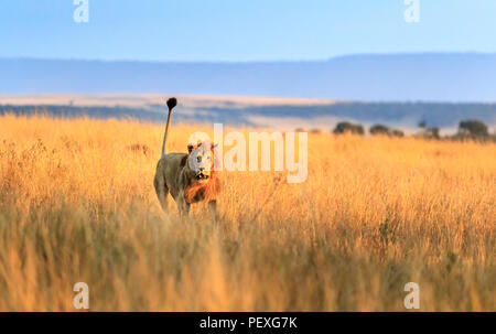 Ululano giovane maschio Mara lion (Panthera leo) oneri per sferrare un attacco contro un rivale sulle praterie del Masai Mara, Kenya in tipico comportamento aggressivo Foto Stock