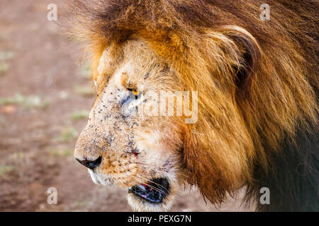 In prossimità della testa e la criniera di un maschio adulto Mara lion (Panthera leo) coperto dalle mosche nel Masai Mara, Kenya Foto Stock