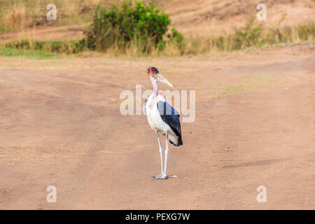 Una marabou stork (Leptoptilos crumenifer), un brutto grandi trampolieri con una testa calva in la cicogna famiglia Ciconiidae, sorge nel Masai Mara, Kenya Foto Stock