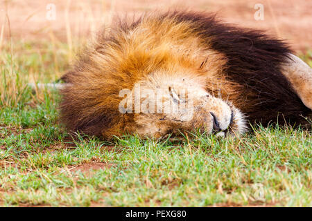 Vista ravvicinata della testa di una spianatura maschio adulto Mara lion (Panthera leo) tranquillamente dormendo su erba in ore diurne nel Masai Mara, Kenya Foto Stock