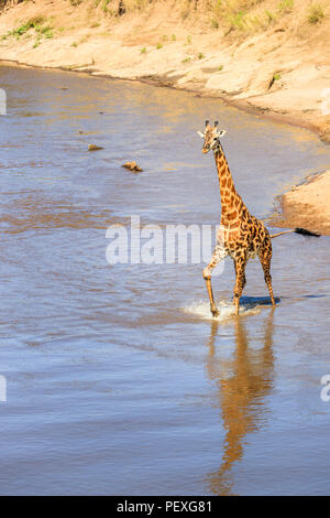 Maschio giraffa Masai (Giraffa camelopardalis tippelskirchi) in piedi in acqua che attraversa il fiume di Mara, il Masai Mara, Kenya, con una vista della riva del fiume Foto Stock