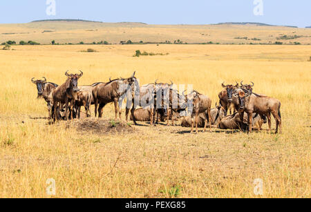 Piccola mandria di gnu blu (Connochaetes taurinus) durante la Grande Migrazione riuniti sulla savana del Masai Mara, Kenya Foto Stock