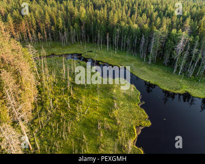 Aerial view of forest and little lake or pond in boreal aka taiga forest in Finland Foto Stock