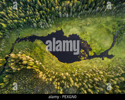 Vista aerea della foresta e piccolo lago o stagno in boreale taiga aka foresta in Finlandia Foto Stock