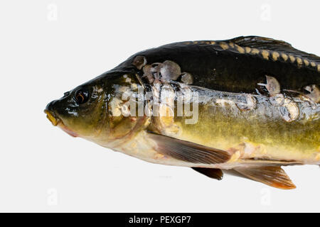 Carpa ordinario. Cyprinus carpio. Isolato su sfondo bianco Foto Stock