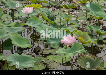Rosa Fiore di Loto presi in una fattoria di lotus, Siem Reap, Cambogia Foto Stock