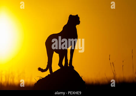 Femmina adulta ghepardo (Acinonyx jubatus) stagliano dalla mattina presto sun sta vigile e avviso in prati, il Masai Mara riserva nazionale, Kenya Foto Stock