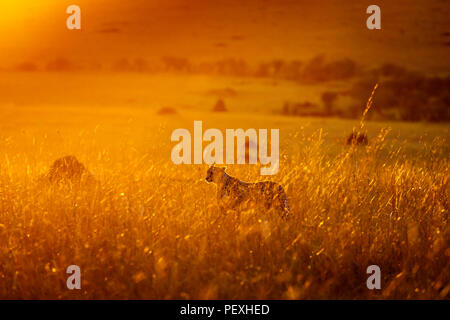 Femmina adulta ghepardo (Acinonyx jubatus) retroilluminati da mattina presto sun sta vigile e avviso in pascoli nel Masai Mara riserva nazionale, Kenya Foto Stock