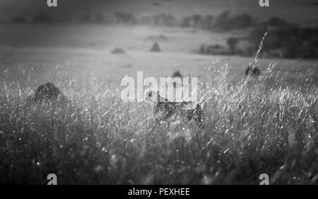 Femmina adulta ghepardo (Acinonyx jubatus) retroilluminati da mattina presto sun sta vigile e avviso in pascoli nel Masai Mara riserva nazionale, Kenya Foto Stock