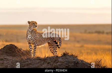 Femmina adulta ghepardo (Acinonyx jubatus) retroilluminati da il mattino presto sun sta vigile e avviso in prati, il Masai Mara riserva nazionale, Kenya Foto Stock